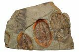 Three Colorful Asaphid Trilobites With Pos/Neg - Fezouata Formation #353361-2